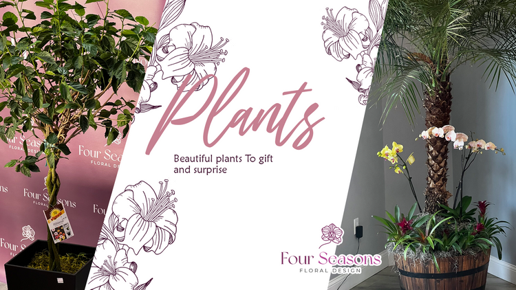 Plants