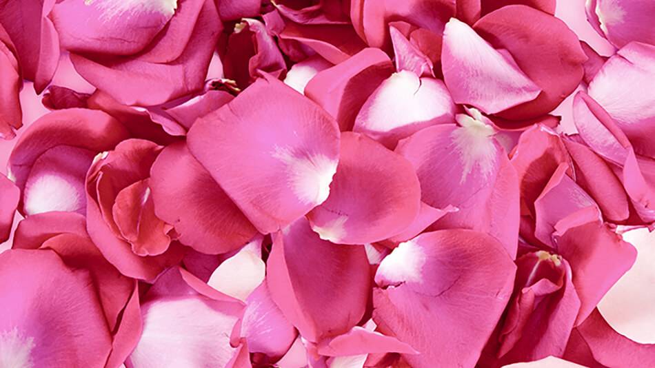 Large Bag of Petals